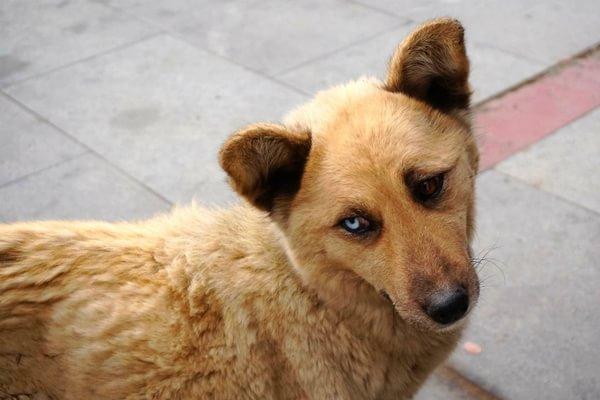 一路向西：6、绿湖巴松错21