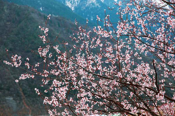 “带着婚纱去旅行”(林芝篇)17