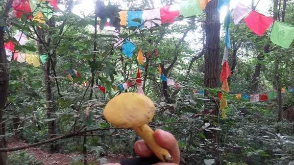 彭州三味禅林一日游 登山,寺庙29