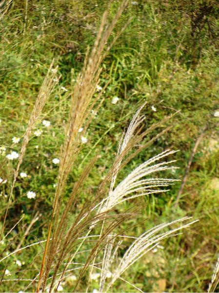 秋游泰山2