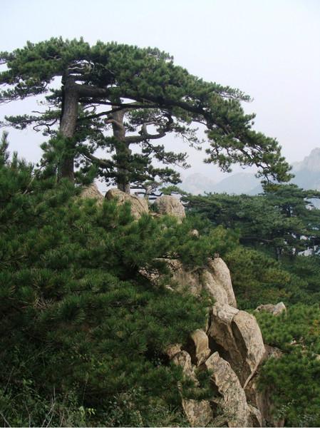 秋游泰山17