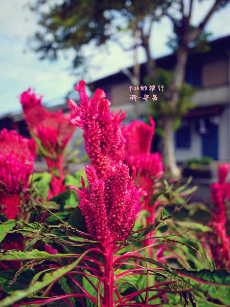 fish的旅行4