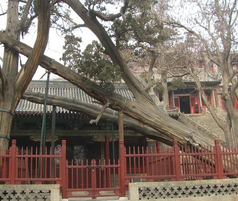 自驾游北京-大同-悬空寺-应县-太原-晋祠-平遥游记(二)48