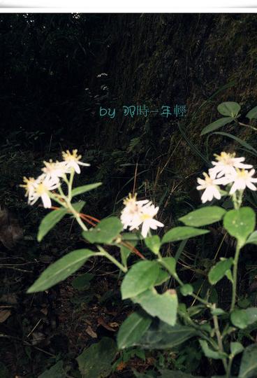 福州鼓岭小记17