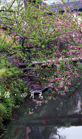 四月的婺源-完全自由行3日48