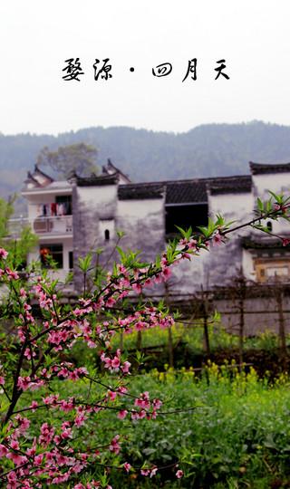四月的婺源-完全自由行3日50