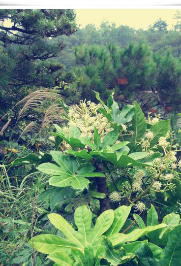 福州鼓岭小记31
