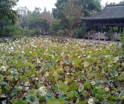 沈园 小游一下3