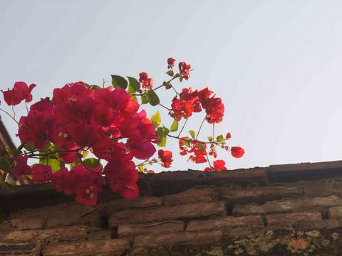 虎纠美景之“探寻老洋房,寻找小清新”7