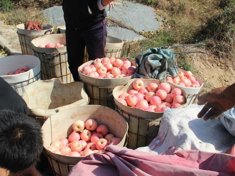 2012年10月13-14日 烟台2日游(张裕博物馆,养马岛)30