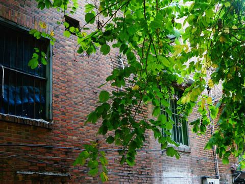 虎纠美景之“探寻老洋房,寻找小清新”33