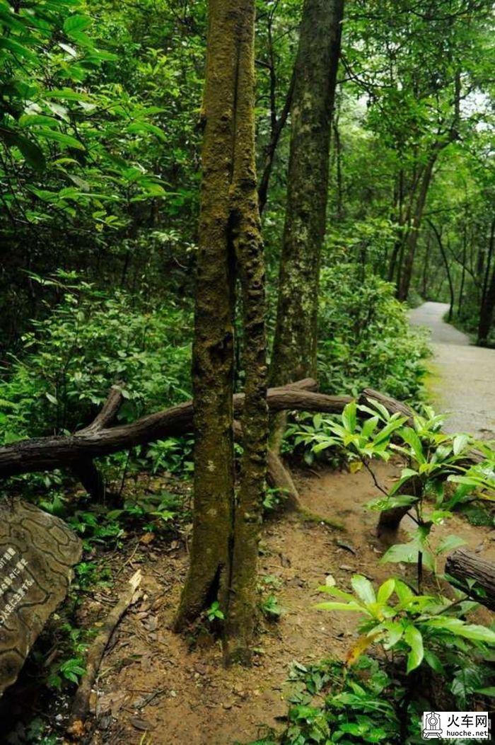【爱旅行】自助旅游张家界三日游~全程配图~21