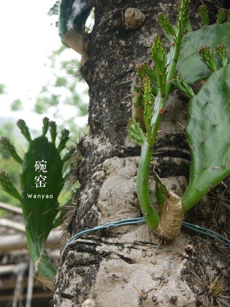 养在深闺人未识:名字很文艺的碗窑和渔寮23