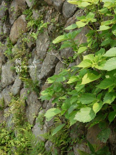 养在深闺人未识:名字很文艺的碗窑和渔寮25