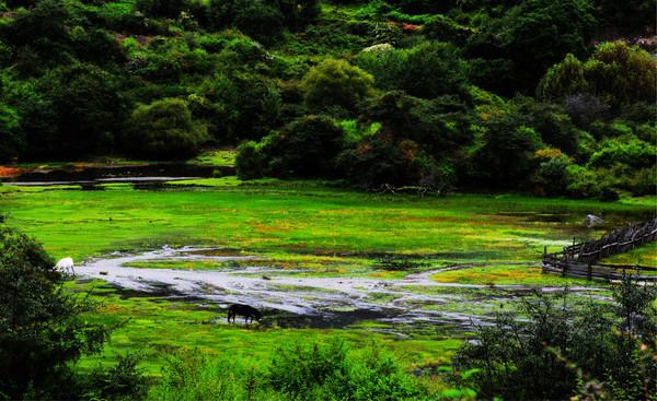 第四次进藏之林芝(雅鲁藏布大峡谷、直白村、秀巴古堡、南伊沟)22