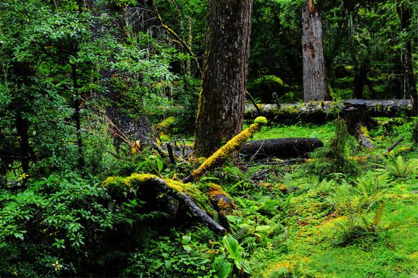 第四次进藏之林芝(雅鲁藏布大峡谷、直白村、秀巴古堡、南伊沟)34
