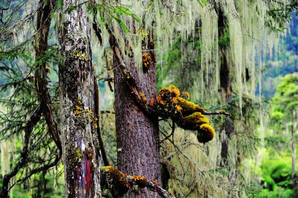 第四次进藏之林芝(雅鲁藏布大峡谷、直白村、秀巴古堡、南伊沟)37