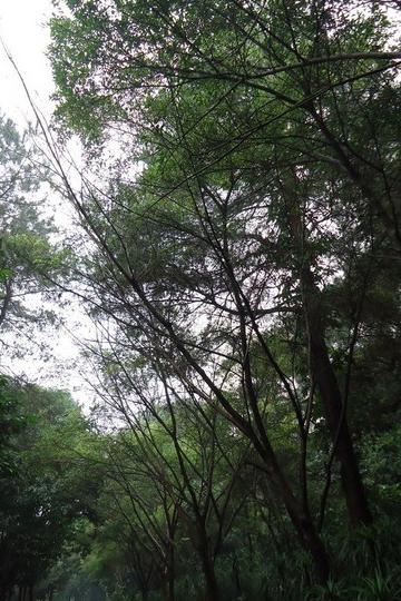 南宁青秀山34