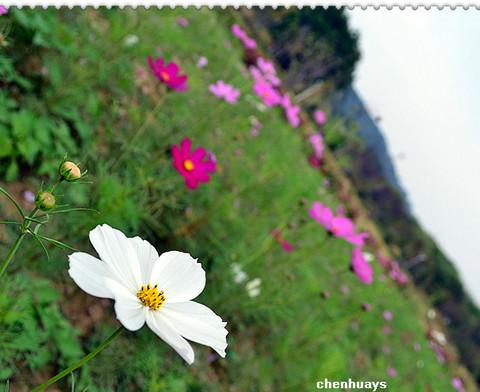 校园秋末时光,遇见你—心中美丽的格桑花。13