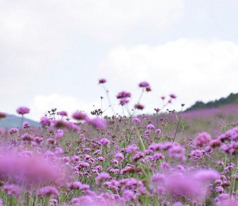 沈舵蜂友同寻紫色浪漫——薰衣草庄园9