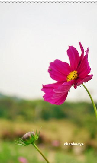 校园秋末时光,遇见你—心中美丽的格桑花。9
