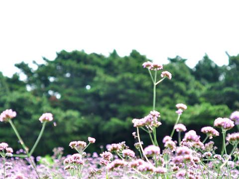 沈舵蜂友同寻紫色浪漫——薰衣草庄园12