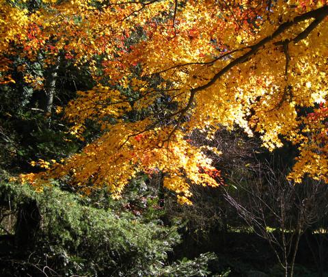 深秋庐山——第一次独自旅行6
