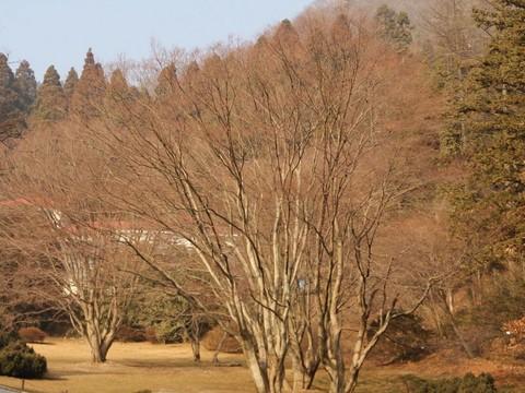2012庐山恋47