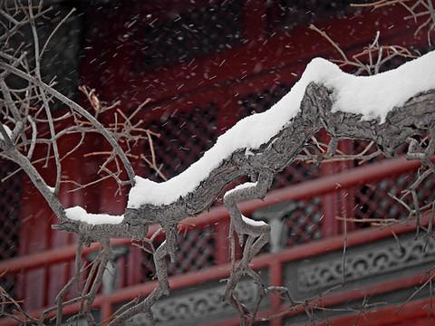 沈阳故宫雪里红10