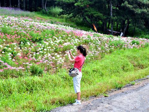 沈舵蜂友同寻紫色浪漫——薰衣草庄园19