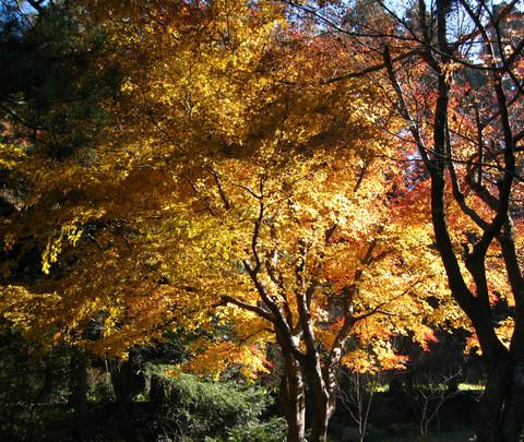 深秋庐山——第一次独自旅行5