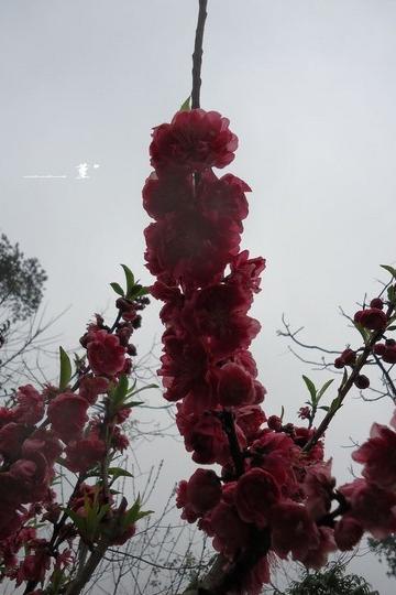 南宁青秀山14