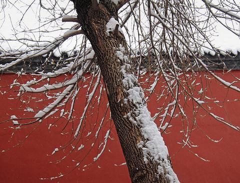 沈阳故宫雪里红1