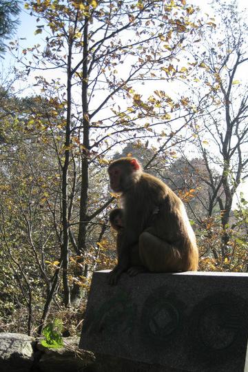 深秋庐山——第一次独自旅行8