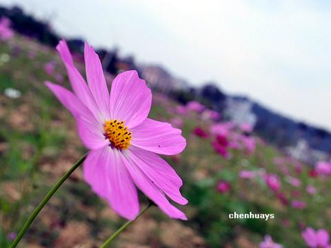 校园秋末时光,遇见你—心中美丽的格桑花。1