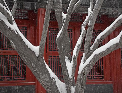 沈阳故宫雪里红11