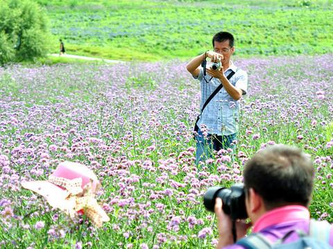 沈舵蜂友同寻紫色浪漫——薰衣草庄园25