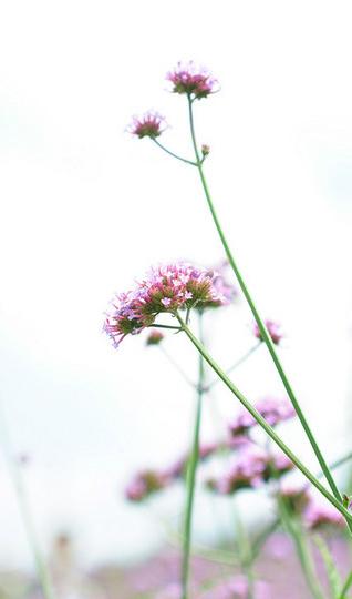 沈舵蜂友同寻紫色浪漫——薰衣草庄园5