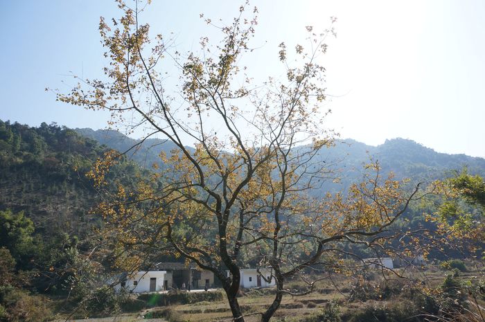12月广东八排山顶1080.5高度 苑若大西北草原2