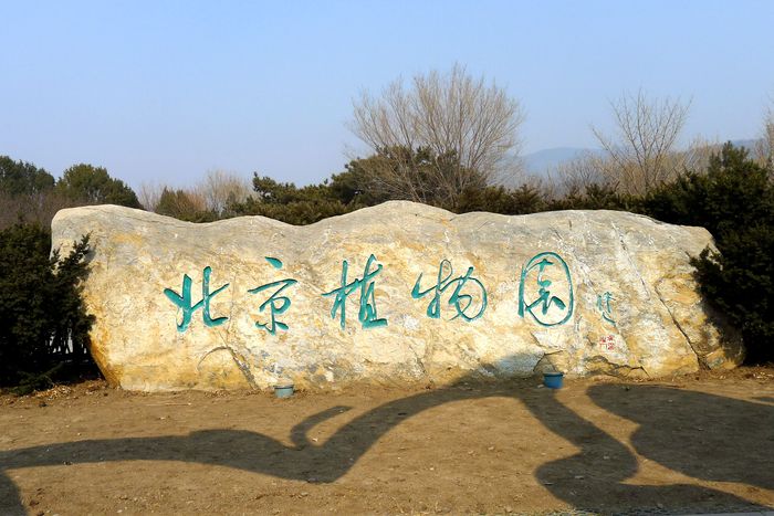 因为“国泰”，郁金香火了1