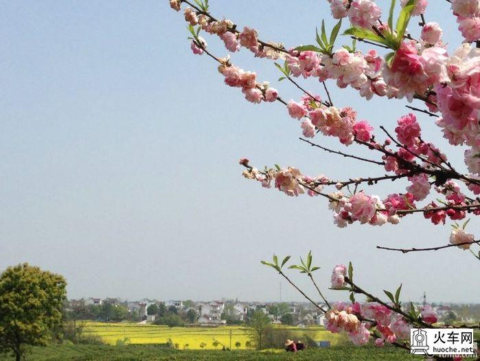 【高淳一日游】桠溪慢城，那肆意的金黄油菜花22