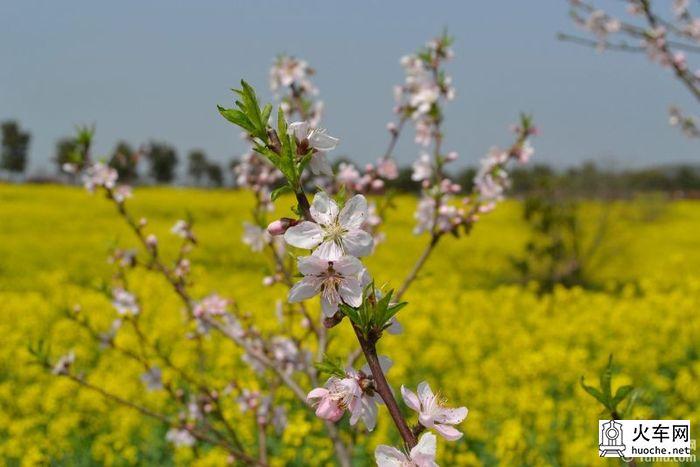 【高淳一日游】桠溪慢城，那肆意的金黄油菜花58