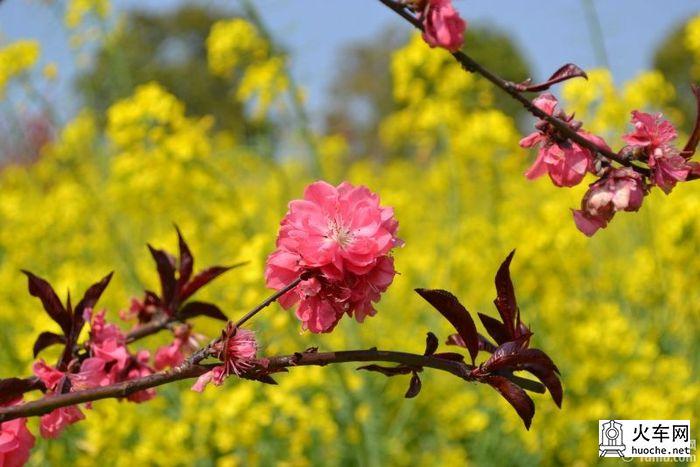【高淳一日游】桠溪慢城，那肆意的金黄油菜花52