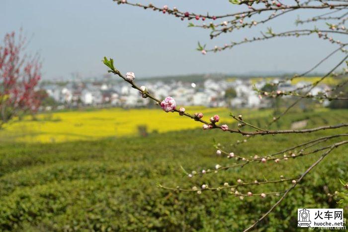 【高淳一日游】桠溪慢城，那肆意的金黄油菜花19